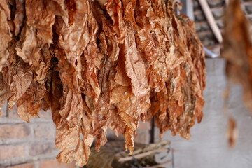 The dried tobacco leaves are lined up, with a brick wall background