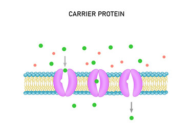Active transport across the cell membrane. Substance movement  against concentration gradient
