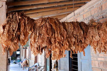 The dried tobacco leaves are lined up, with a brick wall background