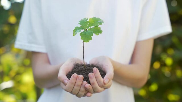 close up hands holding sapling of young oak tree. Female palms embrace the soil stem a small tree. blurred green background, white shirt. concept nature conservation, Earth protection, reforestation