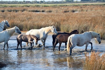 Camargue