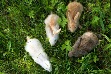 rabbits in grass