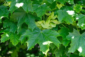 Bunch of fruits of Acer platanoides, also known as Norway maple. The fruit is a double samara with two winged seeds.