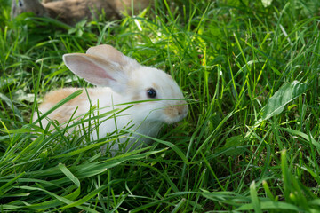 rabbits in grass