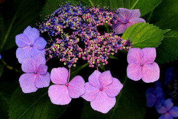 Hydrangea with Various Colors after Raining