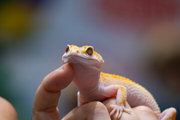 Yellow spotted eublefar in human hands. Beautiful tame lizard close up. Macro shooting reptile.