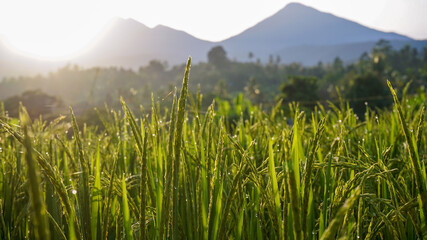 mountain landscape in the morning