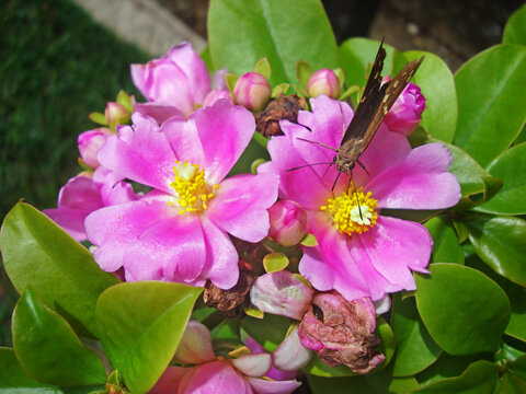Pink pereskia flower (Pereskia grandifolia)