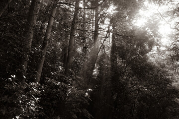 trees in the forest with fog and sun rays near Onbara falls in Beppu, japan