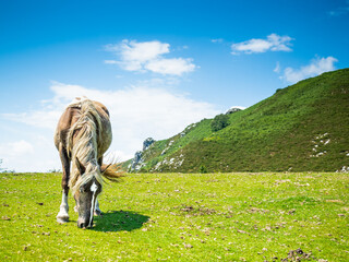 Caballo paciendo