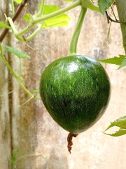 zucchini on the vine