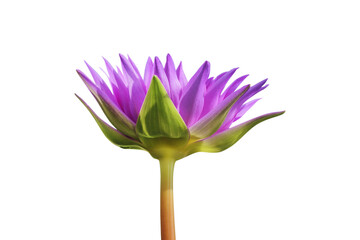 Purple Lotus flower isolated on white background.
