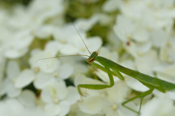 カマキリと紫陽花