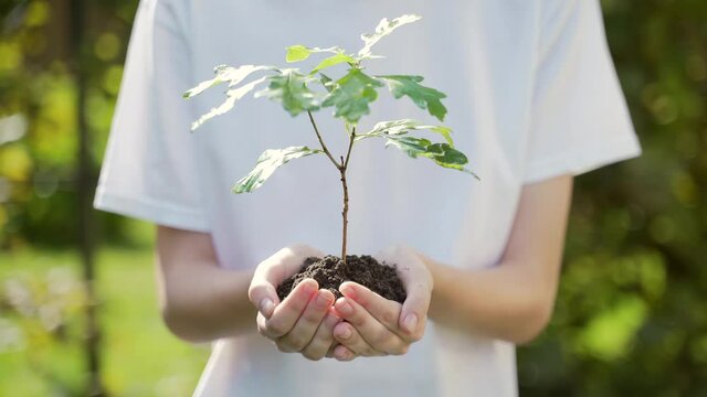 close up hands holding sapling of young oak tree. Female palms embrace the soil stem a small tree. blurred green background, white shirt. concept nature conservation, Earth protection, reforestation