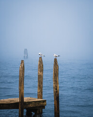 Black-headed gulls resting on poles