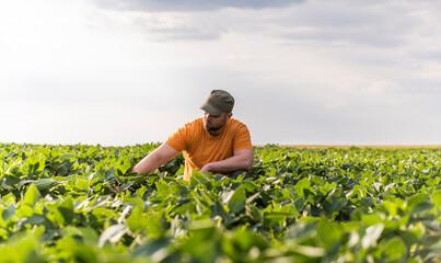 Young farmer in soybean fields