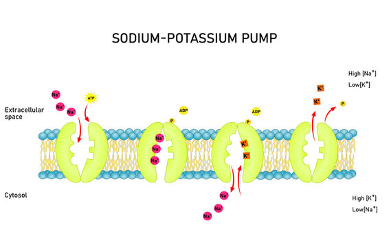 Sodium potassium pump, active transport. After binding ATP, pump moves   sodium ions outside  and potassium ions inside. 