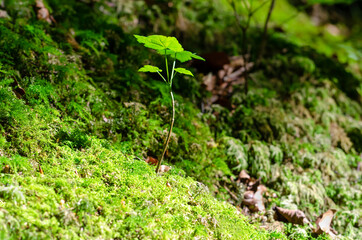 Young sycamore tree in the sunlight on a mossy forest floor. A sapling of Acer pseudoplatanus, a maple tree, native in Central Europe, growing between the moss. Close-up, macro photo.
