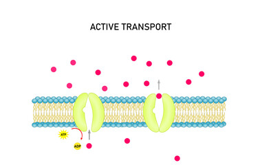 Active transport across the cell membrane. Substance movement  against concentration gradient