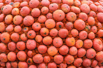 Orange pumpkins of various sizes are stacked in tight rows.
