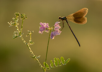 Beautiful Calopteryx splendens female on a flower morning dew summer with golden wings in the first rays of the sun
