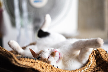 cat relaxing near the fan in hot summer day.