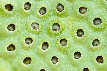 Detail of Indian lotus plant pod with seed holes.