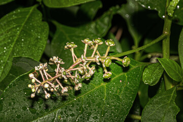 berries growing on a green leaf in our yard in Windsor NY in Upstate NY