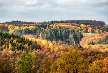 Fototapeta premium Beautiful orange and red autumn forest, many trees on the orange hills germany rhineland palantino