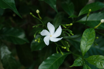 Obraz na płótnie Canvas Thai white jasmine flower in the garden, closeup flower photo