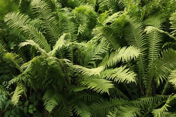 Beautiful view green fern in the forest
