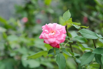 Fototapeta na wymiar The beauty of roses that grow wild naturally in the garden