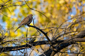 Mourning Dove (Zenaida macroura) perched on a branch in Wisconsin