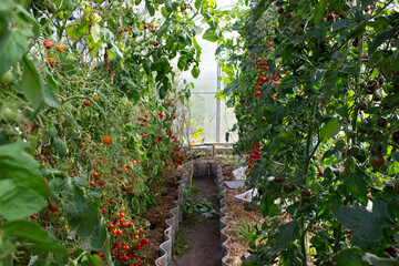 Small homemade greenhouse with small ripe tomatoes