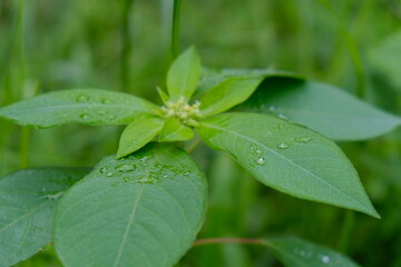Fototapeta na wymiar green leaves from shrub plants