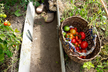 A half-empty basket of tomatoes in the greenhouse. Lean harvest.