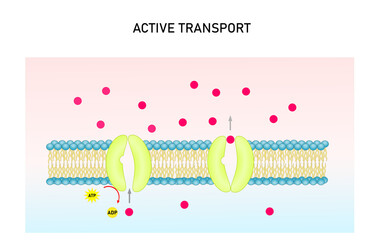 Active transport vector illustration. Substance movement  against concentration gradient