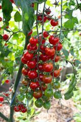 Many small red green ripe and unripe tomatoes on a bunch in a greenhouse