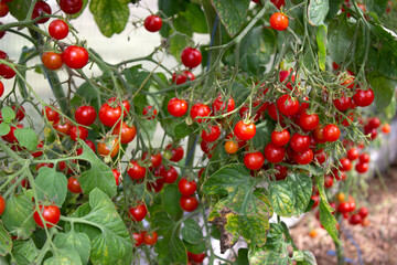 Many small red ripe tomatoes on branches in a greenhouse