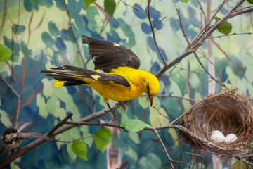 A yellow little bird on a branch