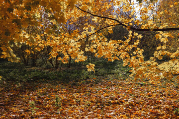 Sunny forest landscape.