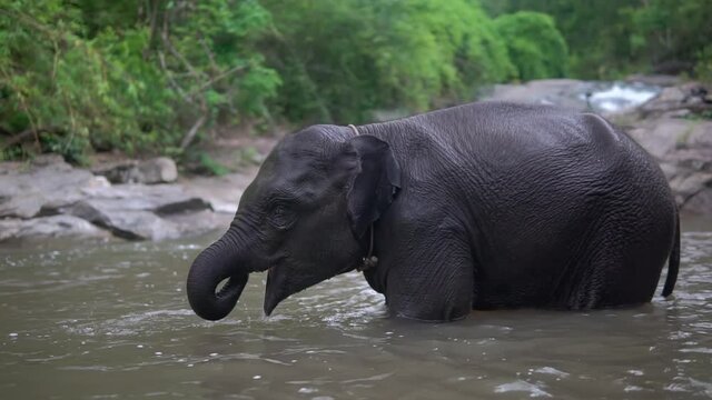 Baby elephant having fun at the river, it enjoys itself, playing in the water
