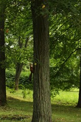 Obraz premium Cute squirrel eating nuts in the Park