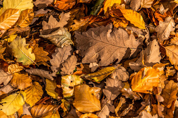 brown acorns on autumn leaves fall season background close up