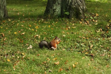 Cute squirrel eating nuts in the Park