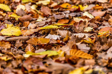 brown acorns on autumn leaves fall season background close up
