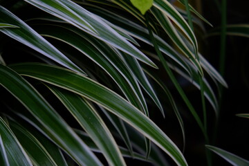 green leaves from shrub plants