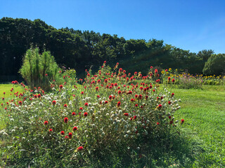 赤い草花