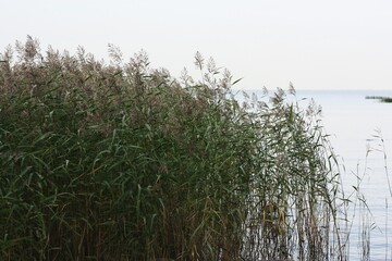 Beautiful summer landscape of grass and lake