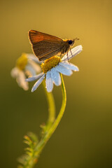 Damas immaculata butterfly on daisy awaits sunrise  in the early morning